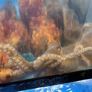 Korean common octopus (octopus minor)