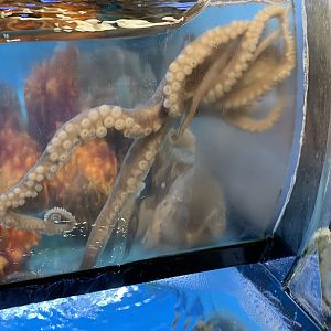 Korean common octopus (octopus minor)