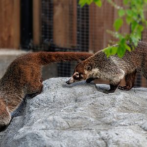 White-nosed Coati pair / 8-4-22 / Hamerton