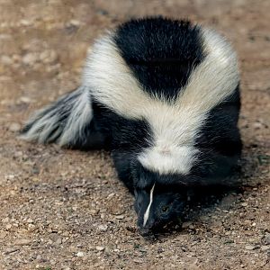 Striped Skunk / 8-4-22 / Hamerton