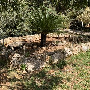 Greek tortoise enclosure
