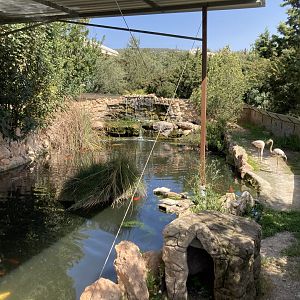 Entrance koi and flamingo pool