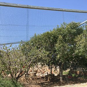 Flamingo, ibis and swamp hen aviary