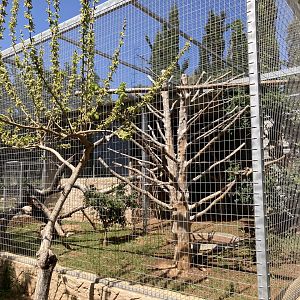Great Indian hornbill aviary