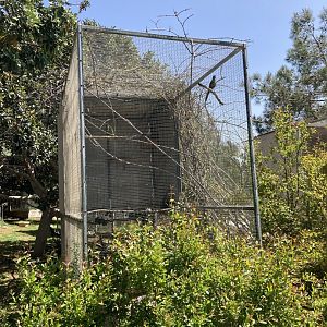 Ashy starling, Song thrush and Red and yellow barber exhibit