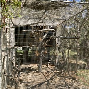 Goliath palm cockatoo exhibit