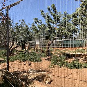 White lion enclosure