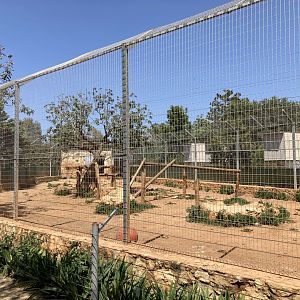 Part of Amur tiger exhibit