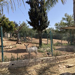 Axis deer and Kafue lechwe enclosures