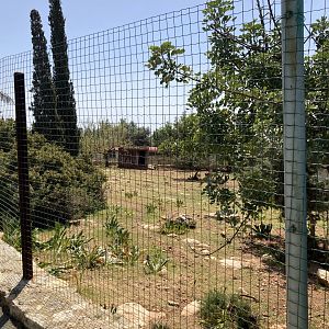 Thomson’s gazelle exhibit