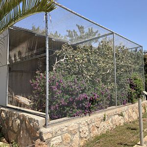 Typical callitrichid exhibit