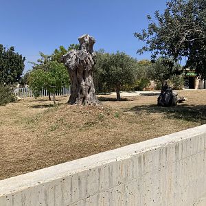 Future white rhino exhibit