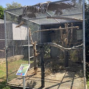 Black cockatoo exhibit