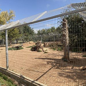 Striped hyena exhibit