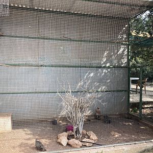 Erckel’s francolin exhibit