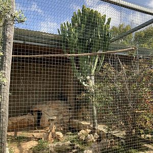 European eagle owl exhibit