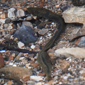 Brook Lamprey, near Calver (Derbyshire), April 2022
