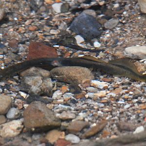 Brook Lamprey, near Calver (Derbyshire), April 2022