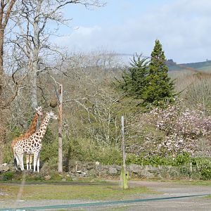 Rothschild's Giraffes, April 2022