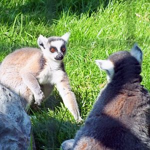 Ring-tailed lemurs