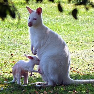 Albino red-necked wallaby with joey