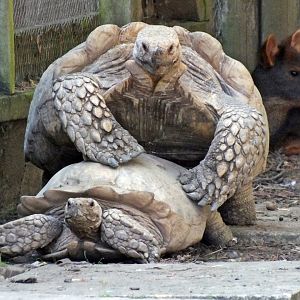 African spurred tortoises mating