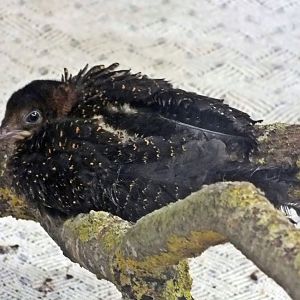 Great argus chick (2 months old)
