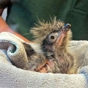 Crested seriema chick (2 days old)