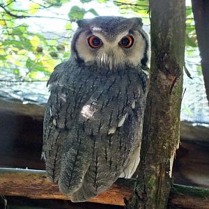 Northern white-faced owl
