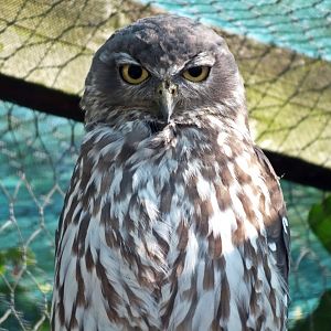 Barking owl