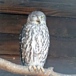 Winking barking owl