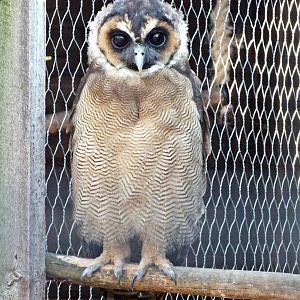 Juvenile brown wood-owl (6 months old)