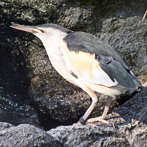 Male little bittern