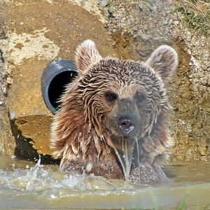 Syrian brown bear