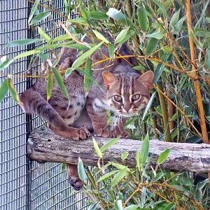 Male Sri Lankan rusty-spotted cat
