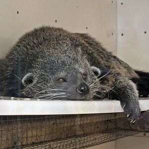 Malayan binturong