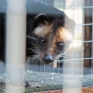 White-bearded palm civet