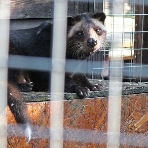 White-bearded palm civet