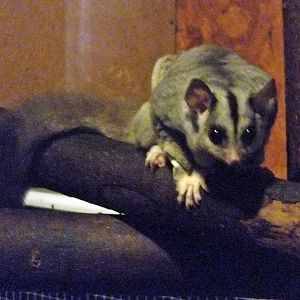 Squirrel glider