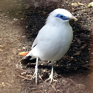 Bali Starling