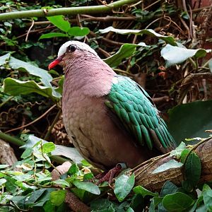 Grey-Capped Emerald Dove