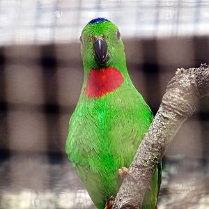 Blue-Crowned Hanging Parrot