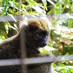 Greater Bamboo Lemur