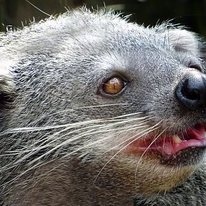 Malayan Binturong