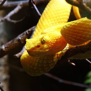 Eyelash Viper