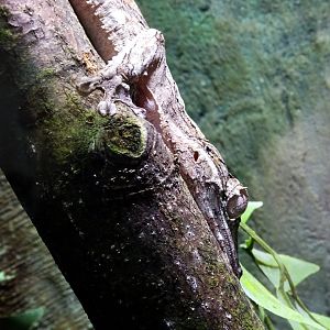 Henkel's Leaf-Tailed Gecko