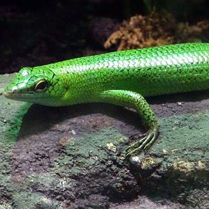 Emerald Skink