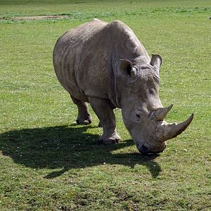 Southern White Rhino