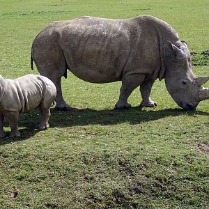 Southern White Rhinos