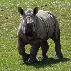 Southern White Rhino